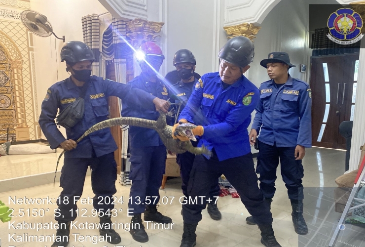 <p>Petugas Damkar saat mengamankan seekor biawak yang masuk kedalam rumah warga, Minggu (18/2).</p>