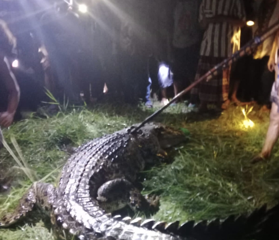 <p>Seekor buaya yang menghebohlan warga Desa Parebok, Kecamatan Teluk Sampit, Kabupaten Kotim di tangkap warga pada Senin, (21/10) malam.</p>