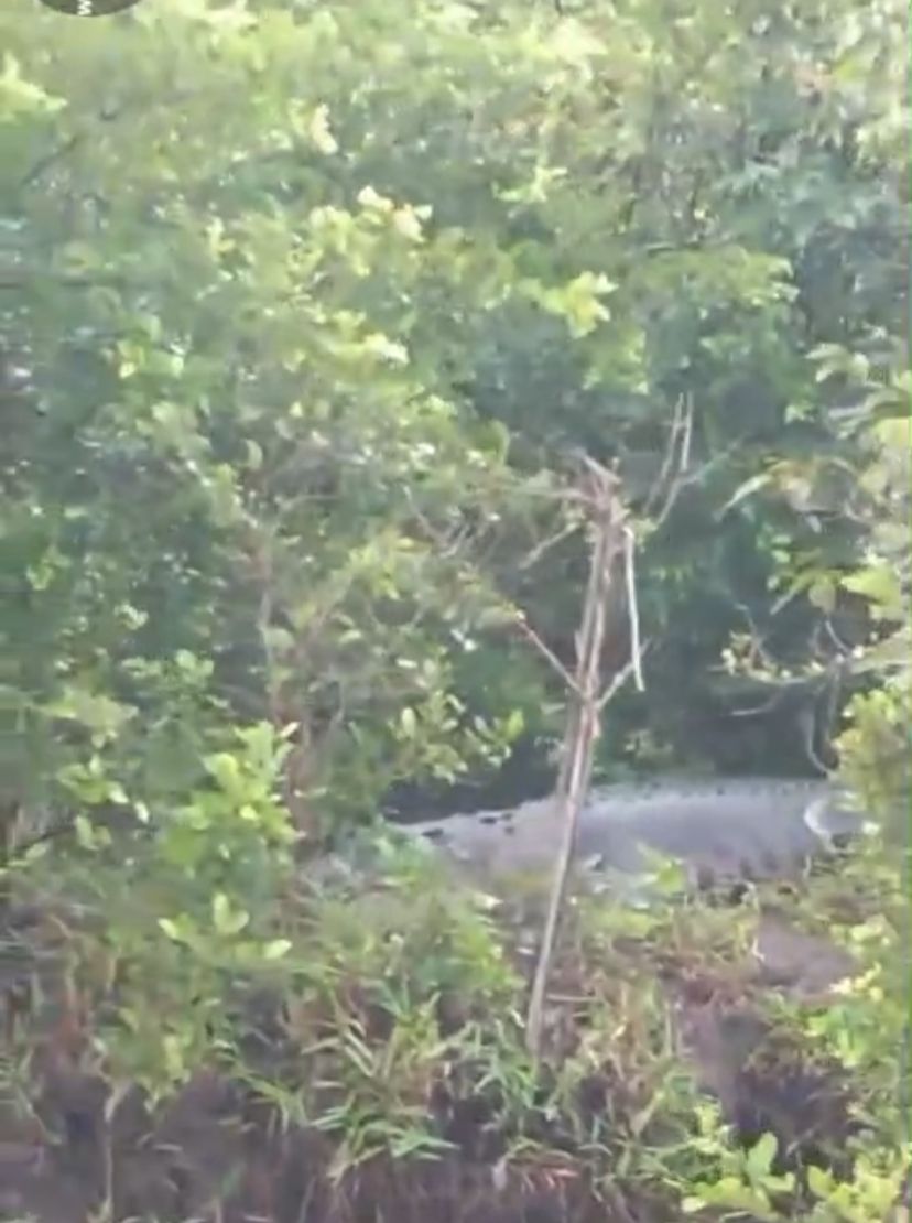 <p>Nampak seekor buaya muara berukuran besar terlihat berjemur di tepi Sungai Rangkang, Kecamatan Pulau Hanaut, pada Rabu (6/8/2025). (Foto: Tangkap Layar) </p>
