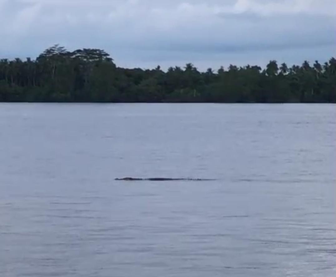 <p>Nampak seekor buaya yang cukup besar saat muncul di Sungai Mentaya sekitar permukiman warga Samuda, Kecamatan Mentaya Hilir Selatan, Kabupaten Kotim, pada Selasa (26/8/2025). (Foto : Warga)</p>