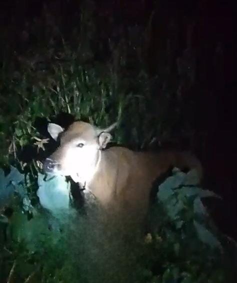 <p>Sapi tetangga saat masuk ke kebun warga, Kamis (4/9/2025) malam. (Foto: Ist) </p>