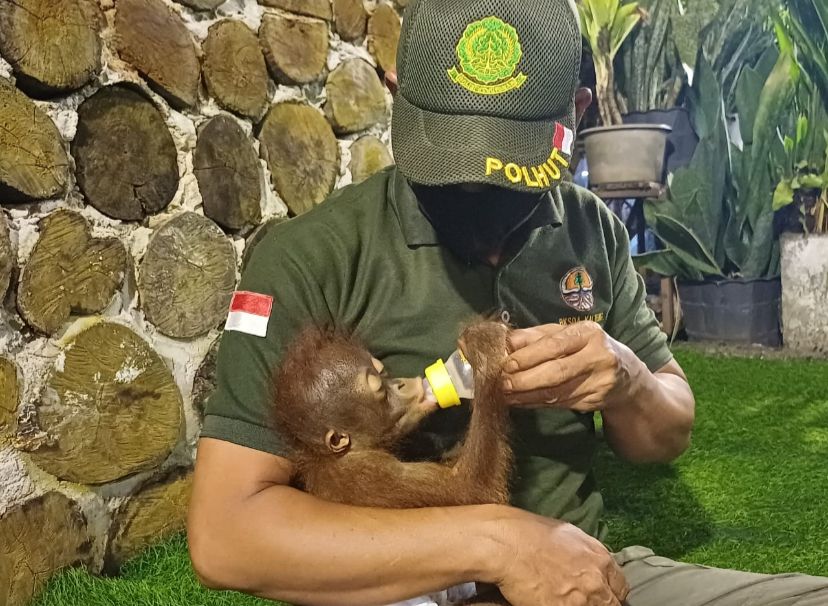 <p>Bayi orangutan yang diserahkan kepada BKSDA Resort Sampit, pada Sabtu (11/10/2025). (Foto : Apri)</p>
