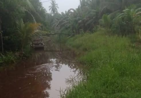 <p>Buaya berenang menyusuri sungai kecil di Desa Samuda Kecil, Kecamatan Mentaya Hilir Utara, Sabtu (4/10/2025). (Ist)</p>