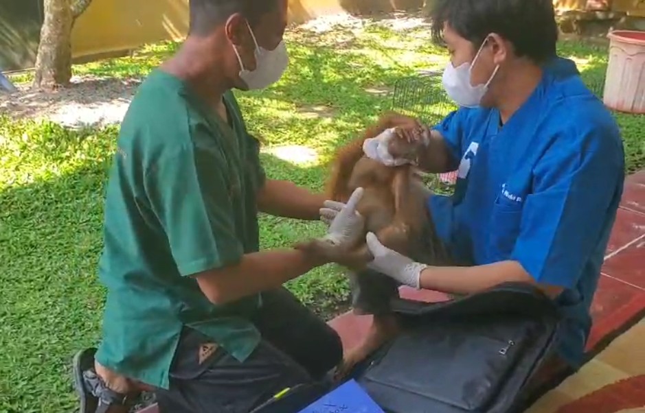 <p>Tim Dokter Hewan BKSDA memeriksa kondisi bayi orangutan yang diselamat pihak BKSDA di Kelurahan Tanah Mas, Kecamatan Baamang. (Foto : Andri)</p>