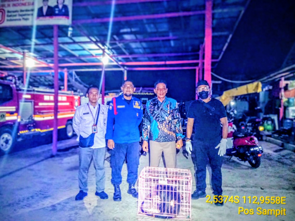 <p>Seekor lutung abu-abu diserahkan BKSDA setelah diselamatkan warga di Desa Bajarum, Kecamatan Kota Besi, Kabupaten Kotawaringin Timur, Rabu (15/10/2025) malam. (BKSDA Resort Sampit) </p>