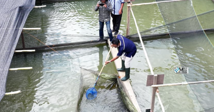 <p>Bupati Murung Raya, Heriyanus panen ikan secara simbolis, Sabtu (13/9/2025). (Foto : Rama)</p>