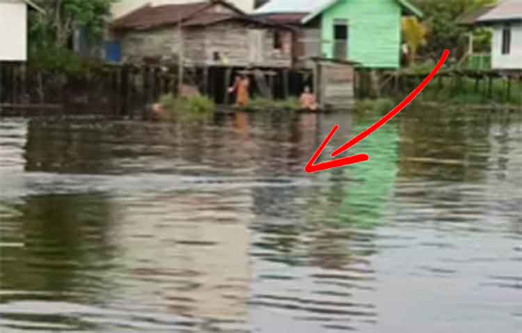 <p>Kemunculan buaya yang kerap terjadi di Kotim, dan rawan membahayakan warga di dekat sungai. (Foto : Ist)</p>