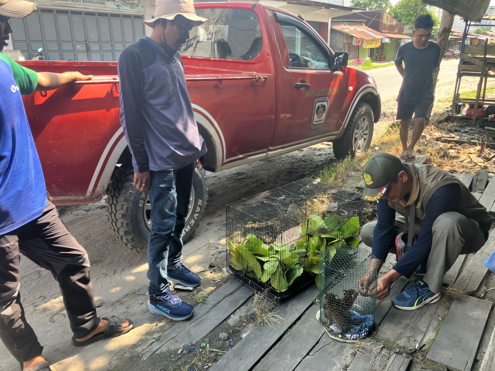 <p>Petugas BKSDA saat menerima dua ekor anak kucing hutan dari warga Desa Serambut, Sabtu (11/10/2025) .(BKSDA Resort Sampit)</p>