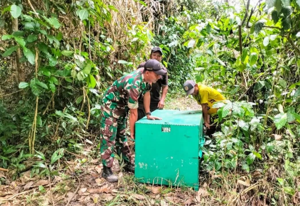 <p>Petugas dari BKSDA dan TNI saat memasang perangkap beruang, beberapa waktu lalu. (Foto: Ist BKSDA Sampit)</p>
