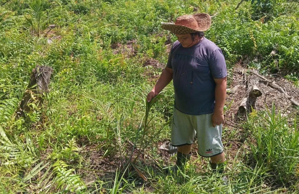<p>Seroang warga menunjukan tanaman pohon sawitnya yang dirusak beruang, Minggu (20/7/2025). (Foto: Ist) </p>
