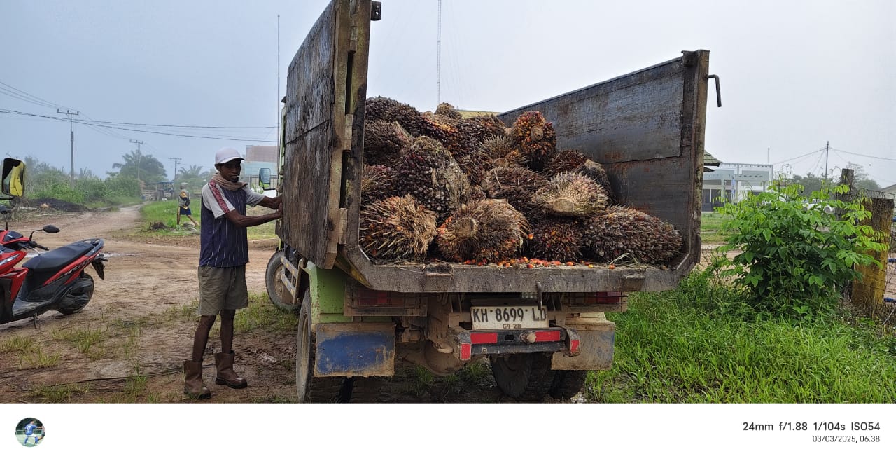 <p>Tersangka pelaku pencurian buah kelapa sawit milik perusahaan PT. SPMN di Cempaga Hulu, Kabupaten Kotim. </p>