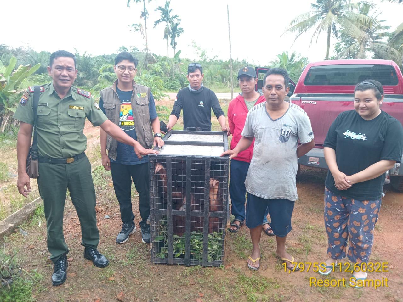 <p>Orangutan Terpisah dari Habitat, Bertahun-tahun Dipelihara Warga</p>