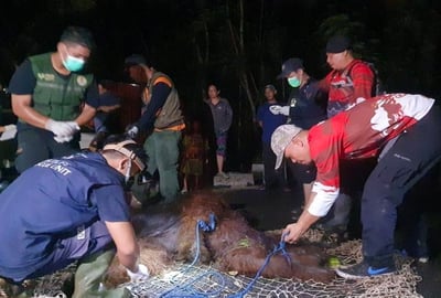 BKSDA Evakuasi Orangutan yang Berkeliaran di Bandara Sampit