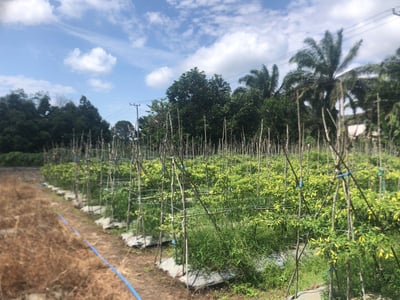 Harga Cabai Tidak Stabil, Begini Ungkapan Petani Lokal