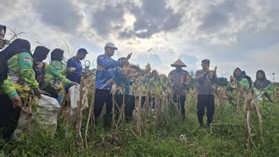 Jagung Pipil Didorong Jadi Komoditas Unggulan di Baamang