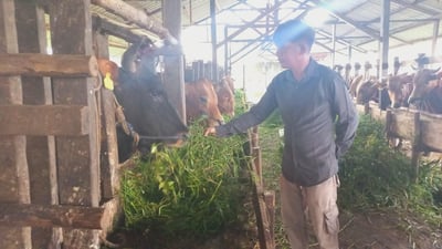 Harga Sapi Kurban Mulai Naik, Pedagang Andalkan Pasokan Luar Daerah