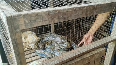 Ular Sanca Masuk Kandang Ayam, Warga Jalan Melon Geger