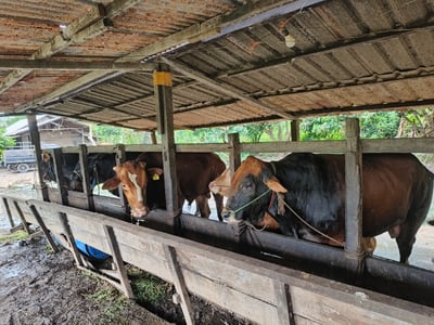 Sapi Luar Serbu Kotim, Peternak Lokal Kehilangan Pasar Jelang Iduladha