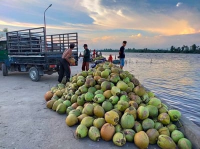 Kelapa Jadi Andalan Warga Pesisir Ujung Pandaran