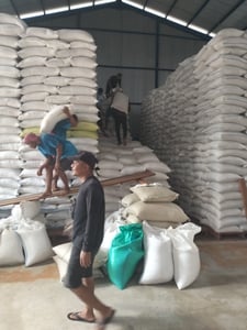 Bulog Kotim Kebanjiran Stok Beras, Gudang Tak Cukup Tampung