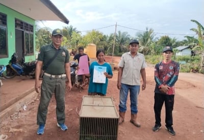 Tersesat dan Terluka, Bekantan Diselamatkan Warga Cempaga dari Ancaman Kematian