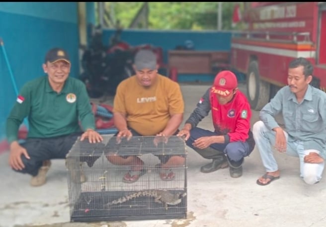 <p>Serah terima buaya muara dari warga kepada BKSDA Pos Sampit. </p>
