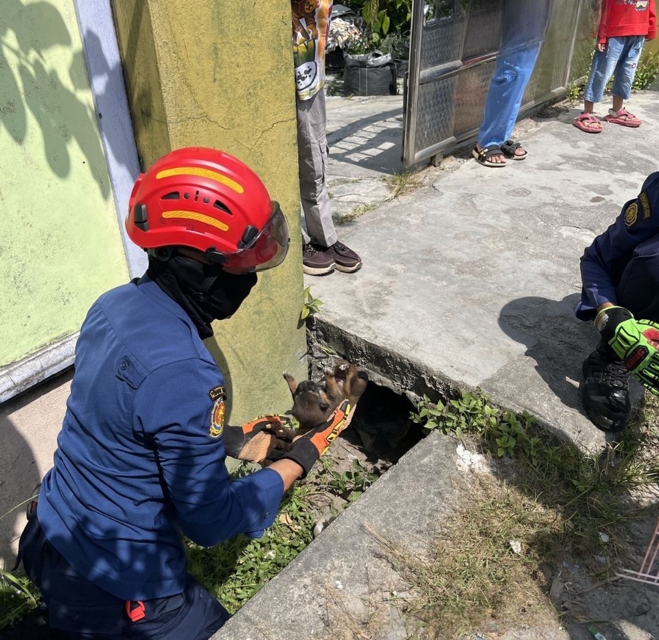 <p>Petugas Damkar Kotim saat melakukan evakuasi anak anjing yang terjebak di bawah jembatan gorong-gorong milik warga di Jalan Tidar Utama, Kelurahan Baamang Barat, Kecamatan Baamang, Senin (17/6/2025). </p>